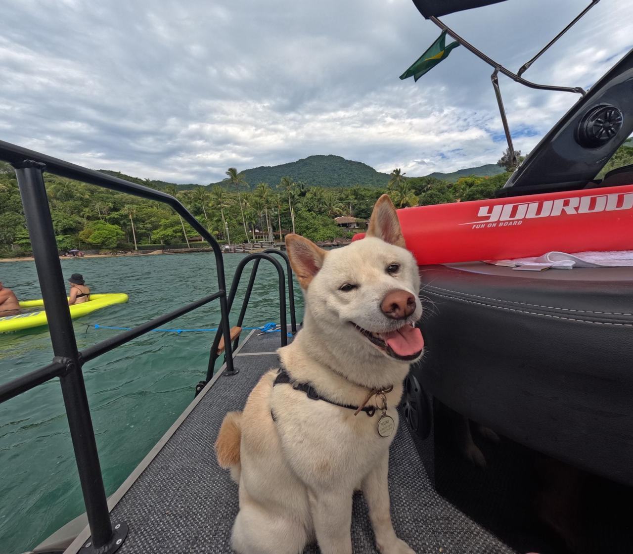 Cachorro shiba inu passeando a bordo em dia de passeio de lancha